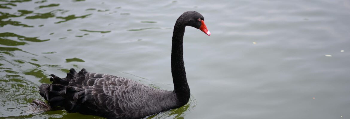 A black swan gracefully floats on a calm lake, showcasing beauty and tranquility.