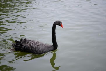 A black swan gracefully floats on a calm lake, showcasing beauty and tranquility.