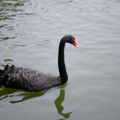 A black swan gracefully floats on a calm lake, showcasing beauty and tranquility.