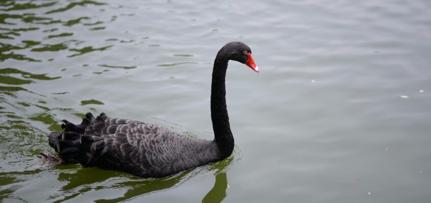 A black swan gracefully floats on a calm lake, showcasing beauty and tranquility.